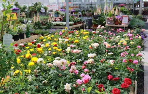 园艺界的 宜家 来了 盆栽 多肉 绿植一应俱全