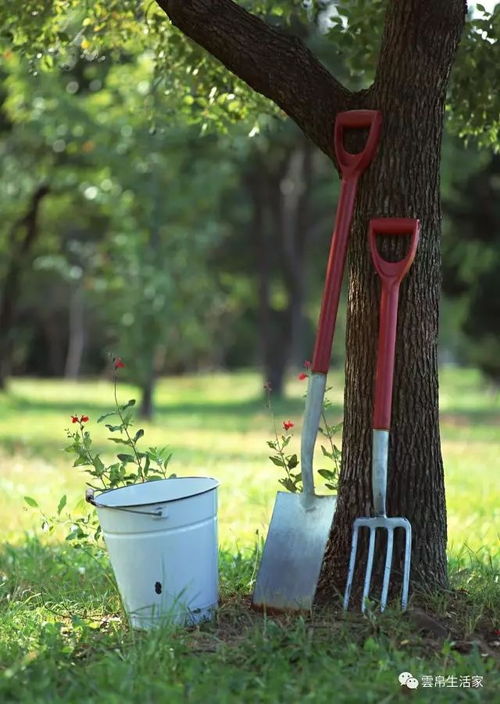 技巧 园艺从植物生长谈起