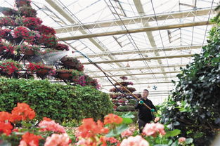 园艺产业园春光正好