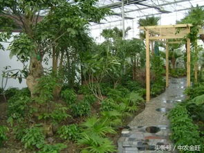 那些年,中农金旺建造的园艺工程