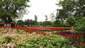 国庆市政府园艺花卉展随拍
