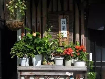 日本街头园艺,这么乱糟糟也没个人管管