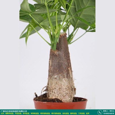 福州肉肉混装盆栽_红林园艺_质量评价_产品牛掰