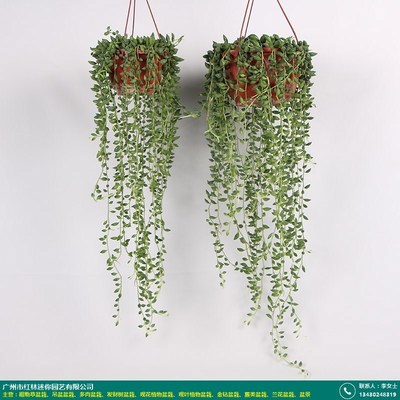 吊兰吊盆盆栽有多少种_红林园艺_穿衣_真花卉_吊兰_办公室_客厅