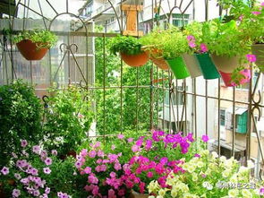 幸福家园,多彩园艺 ,赶紧报名参与吧