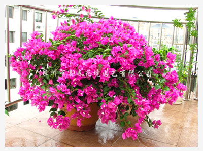 泉州市富春花境园艺︱主营产品︱产品发布︱观花灌木︱三角梅