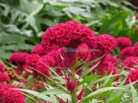 【山东草花】【山东草花专业生产基地】桂竹园艺[供应]_含油子仁、果仁、籽_世界工厂网中国产品信息库