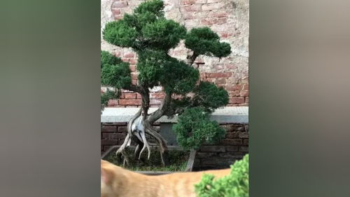 看看咱盆景园刚修整的几棵真柏盆景,咱家的小猫第一次上镜 盆景 精品盆景 园艺 盆景艺术分享 老桩盆景 造型盆景