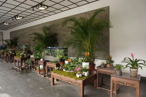 冬之韵 盆景 精品观赏鱼 冬季观赏植物 植物园冬韵独特,别样灿烂