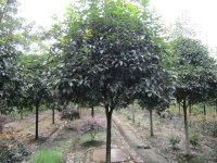 供应温江花木批发,成都苗木批发,宏鑫园艺_农副产品_世界工厂网中国产品信息库