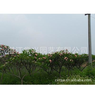 【高阳苗场】地苗鸡蛋花 大量优质苗(图)