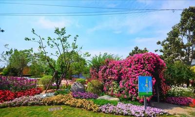 郑州宿根花卉展开幕,市民可免费参观