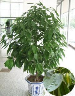 太原花卉租摆景盛园艺花卉养护要点_农副产品_世界工厂网