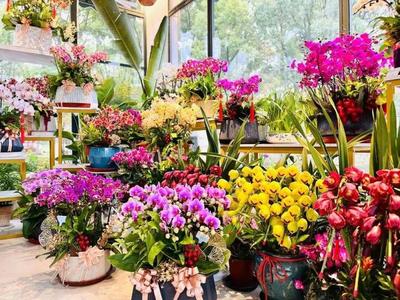 颜值高、寓意好,宝山这个年宵花选购指南来啦~ 爱申活暖心春