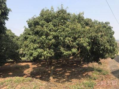 【荔枝树销售、妃子笑品种、果实香甜】绿化苗木,价格,厂家,供应商,花木,龙海市东泗兴辉园艺场 - 产品库