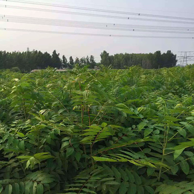 出售2016年培育红油香椿苗 香椿苗批发 保证品种 香椿苗价格