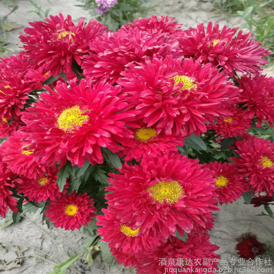 厂家直销花卉种子 优质翠菊种子 重瓣红色翠菊 江西腊七月 工程绿化 园艺花卉图片_高清图_细节图-酒泉康达农副产品专业合作社