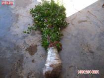 【紫薇苗,紫薇小苗,红花紫薇苗,红花紫薇小苗,红花紫薇苗价格(内有图】,价格,报价,种类、品牌,厂家,供应商,沭阳玉山花木园艺场(江苏) - 产品库 - 阿土伯交易网