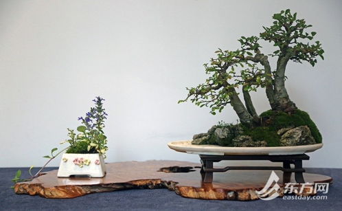 上海植物园小微盆景展开幕, 五一 限定非遗精品亮相