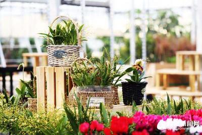 山东首家园艺中心落户西海岸 占地面积近30亩