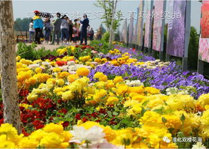 恋恋轩园艺的后花园 往期精彩回顾