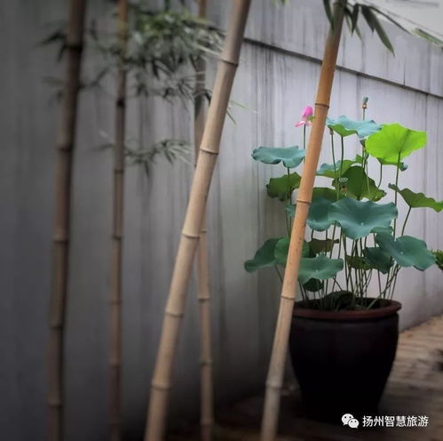 园艺扮靓你生活,商业空间作品十强作品新鲜出炉,你的pick在不在榜