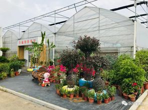 宜昌首家绿植园艺中心 金禾园艺中心6月1日火热试营业