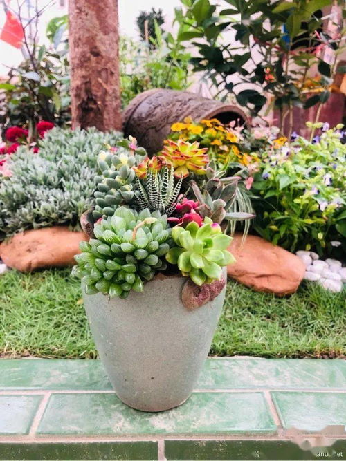 1㎡的小把戏,园艺真会让人上瘾