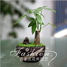 【发财树土】最新最全发财树土 产品参考信息