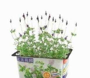小花迷厂家/迷你植物|太太花园*熏衣草|办公室园艺开心农场_农副产品_世界工厂网中国产品信息库