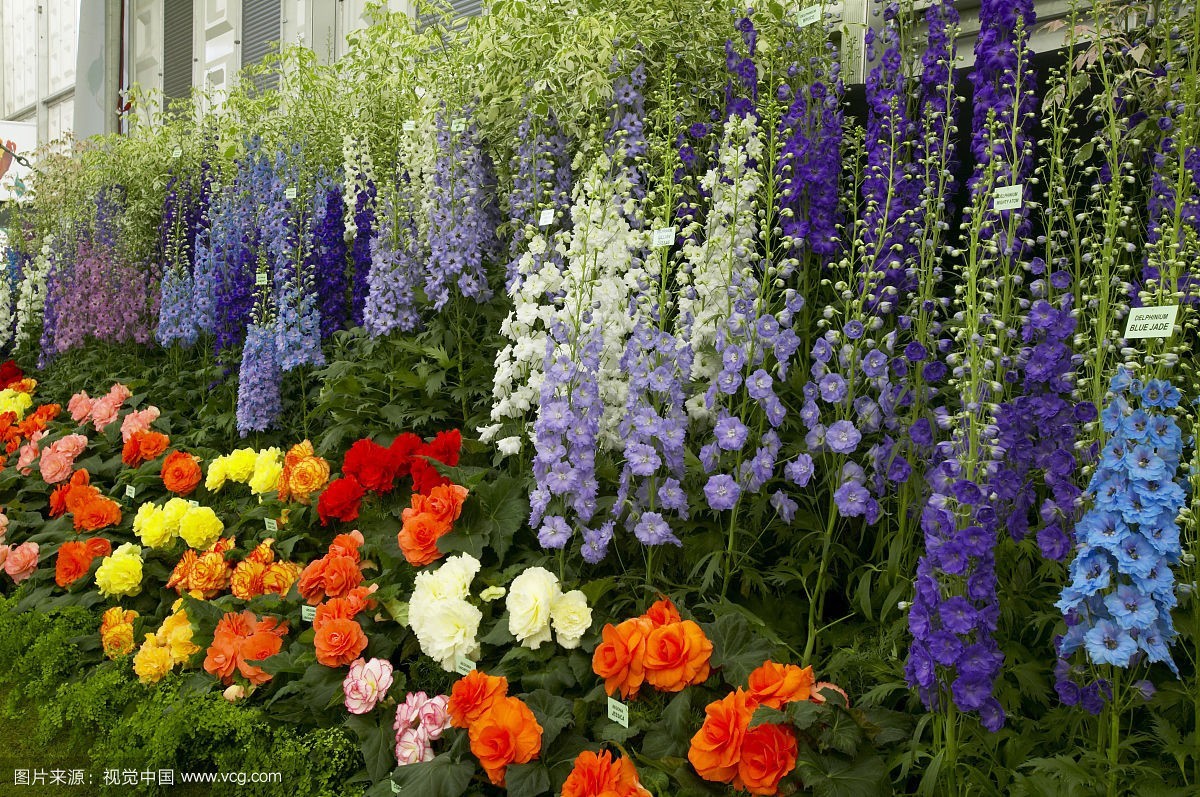 对话神级园艺大咖是一种什么样的体验?_文化_网