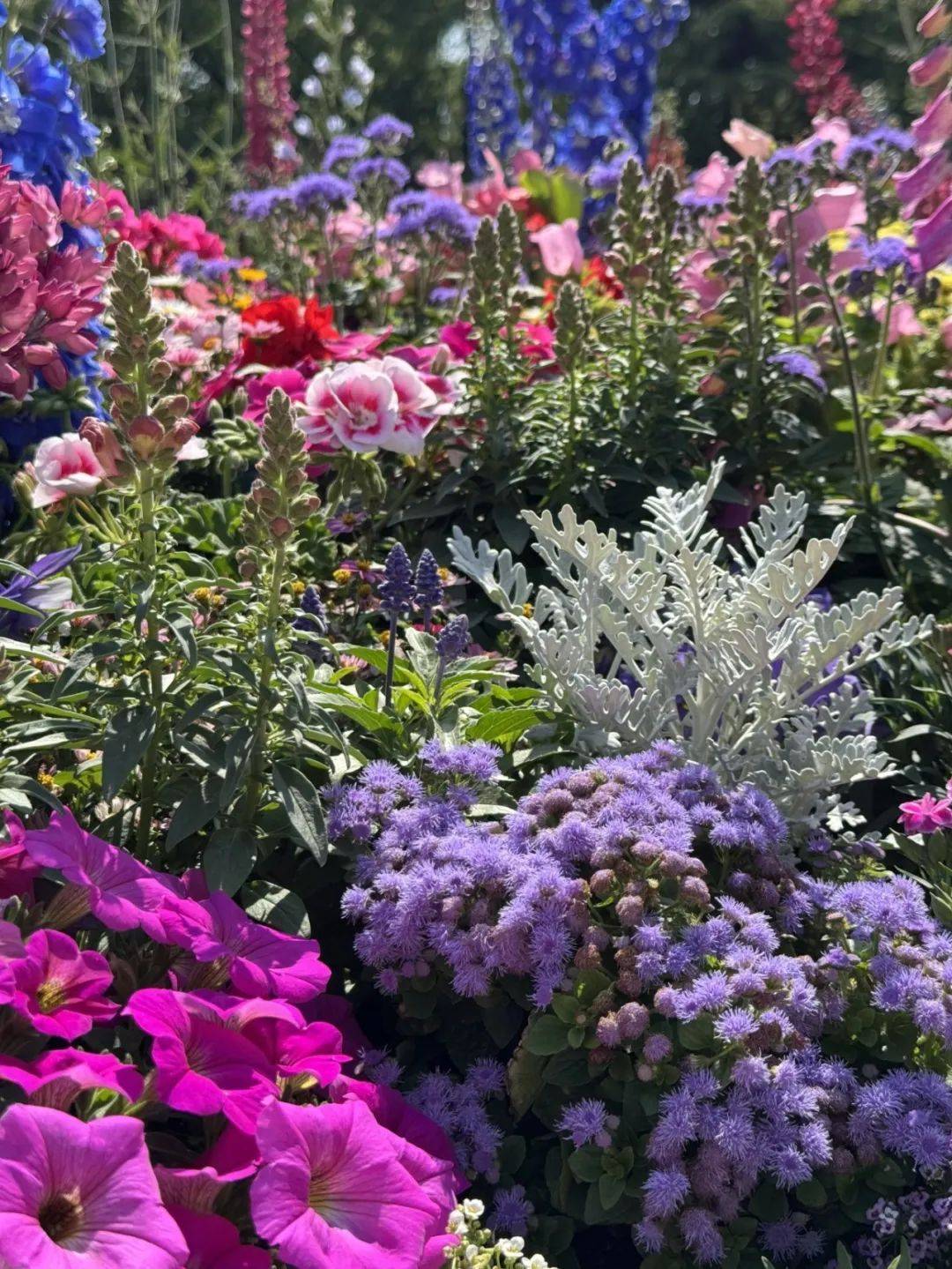 上海国际花展 | 特色园艺展示抢先看!_公园_城市_花坛