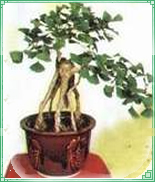 银杏盆景-郯城敬诺银杏花卉园艺中心(产品图片)-产品库-中国花木网