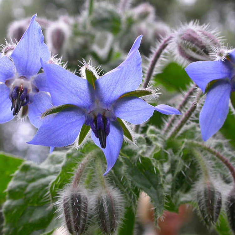 琉璃苣种子蓝色 香草花卉花籽阳台庭院盆栽园艺春播春播植物种子
