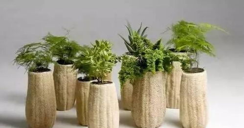 生活中的园艺小 花 招,实用又环保