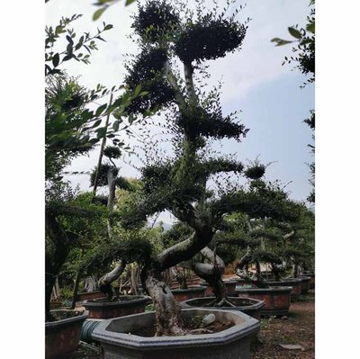 造型榆树桩景 老桩榆树造型树桩 榆树盆栽盆景 多种规格