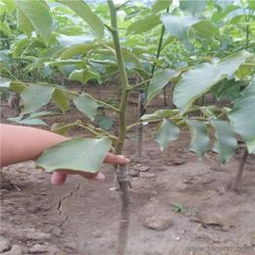 农业科技批发 可靠的农业科技厂家货源 供应信息