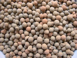 有机肥陶粒 产品 杭州法莱园艺