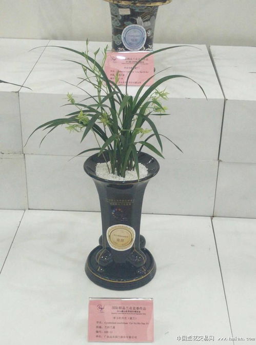 2016唐山世界园艺博览会精品国兰竞赛展 园艺瑰宝的绚丽绽放