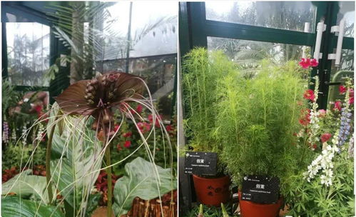 园艺疗法 植物如何成为健康的守护者