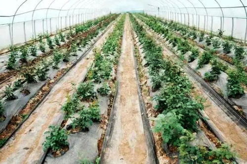 沁县松村镇花卉种植 园艺产业“钱”景广阔