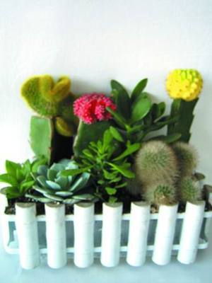 振兴园艺 仙人掌类拼盆，打造您的绿色家居艺术