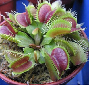 太原大同虫草回收 专业采购平台，好坏都收，园艺品质检测全解析