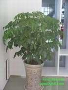 供应厦门盆景租赁 绿意海园艺，为生活增添自然之美