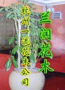 供应2010杭州苹果园艺绿化公司 杭州绿化行业的领先企业