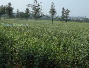 优质苹果苗全面供应，助力园艺产业高效发展