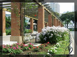 园艺之美 探索园艺图库的视觉盛宴与实用价值