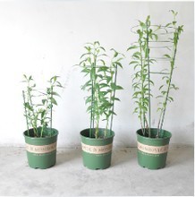 【园艺支柱】最新最全园艺支柱 产品参考信息