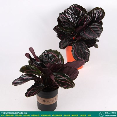 成都白掌美酒盆栽_红林园艺_采购与销售_产品包装好