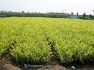 山东羽衣甘蓝生产基地哪里有!森淼花卉园艺场_农副产品_世界工厂网中国产品信息库